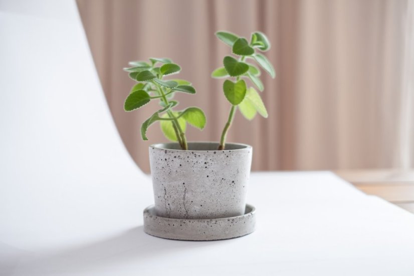 Betonový květináč s miskou VENI PURE, 11 cm