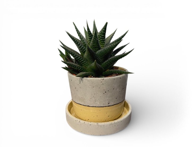 Betonový květináč s miskou VENI PURE, 11 cm, malovaný
